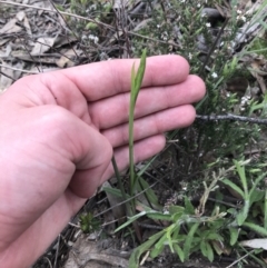 Diuris sp. at Tuggeranong DC, ACT - suppressed