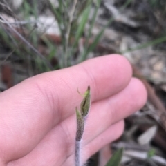 Caladenia atrovespa (Green-comb Spider Orchid) at Farrer, ACT - 25 Sep 2021 by Tapirlord