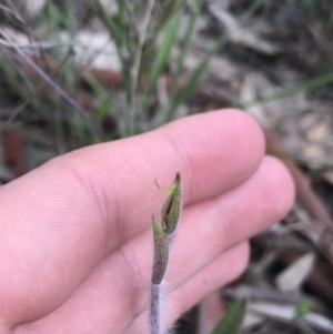 Caladenia atrovespa at Farrer, ACT - 25 Sep 2021