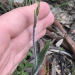 Caladenia atrovespa at Farrer, ACT - suppressed