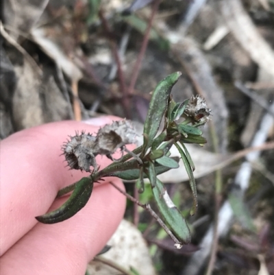 Opercularia hispida (Hairy Stinkweed) at Farrer Ridge - 25 Sep 2021 by Tapirlord