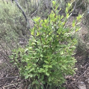 Arbutus unedo at Farrer, ACT - 25 Sep 2021 02:55 PM