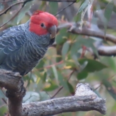 Callocephalon fimbriatum (Gang-gang Cockatoo) at Tomboye, NSW - 29 Sep 2021 by AndyC