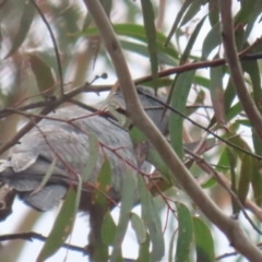 Callocephalon fimbriatum at Tomboye, NSW - suppressed