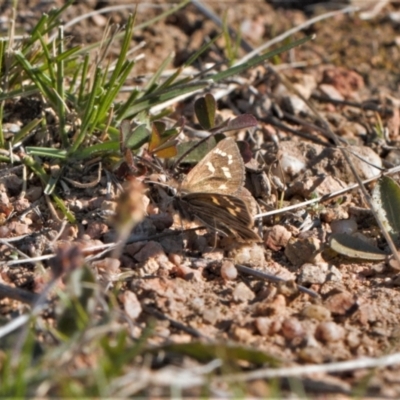 Herimosa albovenata (White-veined Sand-skipper) at Theodore, ACT - 23 Sep 2021 by RAllen