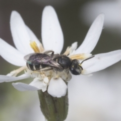 Lasioglossum (Chilalictus) sp. (genus & subgenus) (Halictid bee) at Bruce Ridge to Gossan Hill - 27 Sep 2021 by AlisonMilton