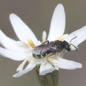 Lasioglossum (Chilalictus) sp. (genus & subgenus) at Bruce, ACT - 27 Sep 2021