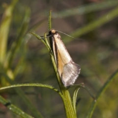 Philobota undescribed species near arabella (A concealer moth) at Theodore, ACT - 23 Sep 2021 by RAllen