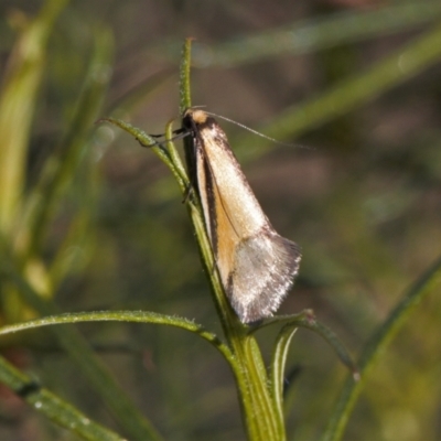 Philobota undescribed species near arabella (A concealer moth) at Theodore, ACT - 23 Sep 2021 by RAllen