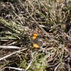 Lucia limbaria (Chequered Copper) at Theodore, ACT - 23 Sep 2021 by RAllen