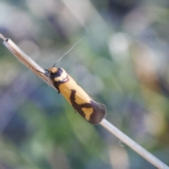 Oecophoridae provisional species 8 at Theodore, ACT - 23 Sep 2021 by RAllen