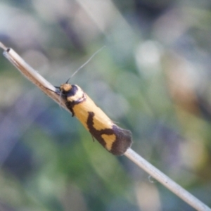 Oecophoridae provisional species 8 at Theodore, ACT - 23 Sep 2021