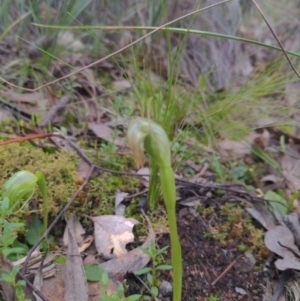 Pterostylis nutans at Curtin, ACT - suppressed