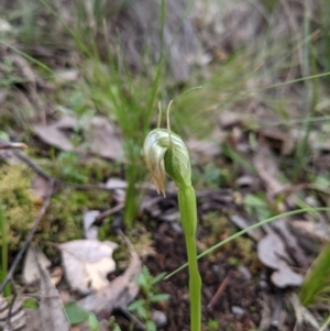 Pterostylis nutans at Curtin, ACT - suppressed