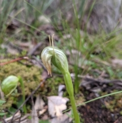 Pterostylis nutans at Curtin, ACT - suppressed