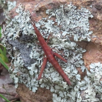 Keyacris scurra (Key's Matchstick Grasshopper) at Hall, ACT - 28 Sep 2021 by Christine