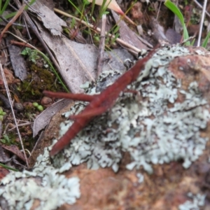 Keyacris scurra at Hall, ACT - 29 Sep 2021 07:42 AM