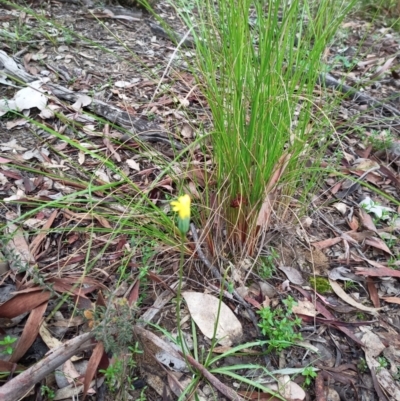 Microseris walteri (Yam Daisy, Murnong) at Holt, ACT - 28 Sep 2021 by PaulDoy