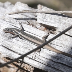 Morethia boulengeri (Boulenger's Skink) at Bruce, ACT - 27 Sep 2021 by AlisonMilton