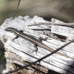 Morethia boulengeri at Bruce, ACT - 27 Sep 2021 10:41 AM