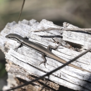 Morethia boulengeri at Bruce, ACT - 27 Sep 2021 10:41 AM