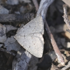 Casbia (genus) (A Geometer moth) at Bruce Ridge to Gossan Hill - 27 Sep 2021 by AlisonMilton