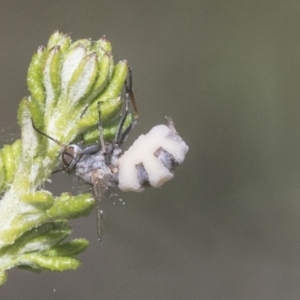 Entomophthora sp. (genus) at Bruce, ACT - 27 Sep 2021 11:56 AM