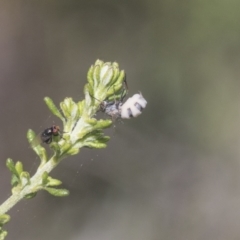 Entomophthora sp. (genus) at Bruce, ACT - 27 Sep 2021