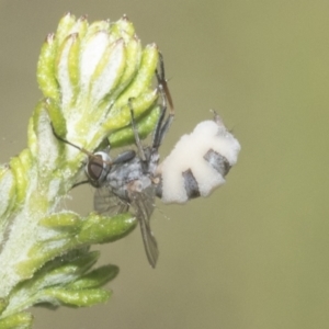 Entomophthora sp. (genus) at Bruce, ACT - 27 Sep 2021