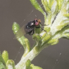 Unidentified True fly (Diptera) at Bruce Ridge to Gossan Hill - 27 Sep 2021 by AlisonMilton