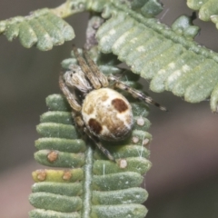 Araneus sp. (genus) (Orb weaver) at Bruce, ACT - 27 Sep 2021 by AlisonMilton