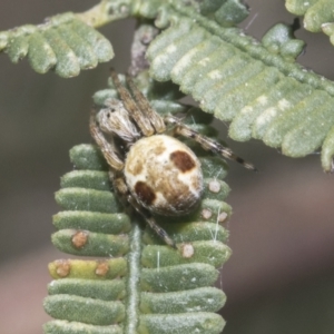 Araneus sp. (genus) at Bruce, ACT - 27 Sep 2021 02:43 PM