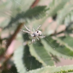 Araneus sp. (genus) at Bruce, ACT - 27 Sep 2021