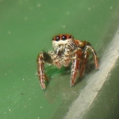 Opisthoncus sp. (genus) at Flynn, ACT - 28 Sep 2021 by Christine