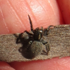 Unidentified Spider at Hall, ACT - 29 Sep 2021 by Christine