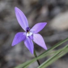 Glossodia major (Wax Lip Orchid) at Bruce Ridge to Gossan Hill - 27 Sep 2021 by AlisonMilton
