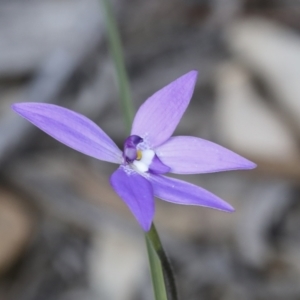 Glossodia major at Bruce, ACT - suppressed