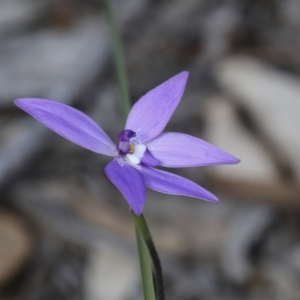 Glossodia major at Bruce, ACT - 27 Sep 2021