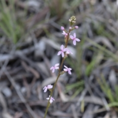 Stylidium (genus) (Trigger Plant) at Bruce, ACT - 27 Sep 2021 by AlisonMilton