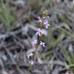 Stylidium sp. (Trigger Plant) at Bruce Ridge to Gossan Hill - 27 Sep 2021 by AlisonMilton