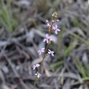 Stylidium sp. at Bruce, ACT - 27 Sep 2021