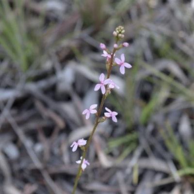 Stylidium sp. (Trigger Plant) at Bruce Ridge to Gossan Hill - 27 Sep 2021 by AlisonMilton