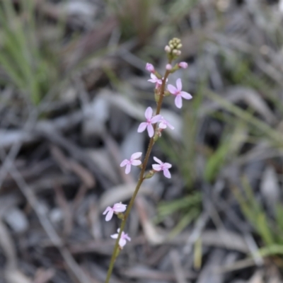 Stylidium (genus) (Trigger Plant) at Bruce, ACT - 27 Sep 2021 by AlisonMilton