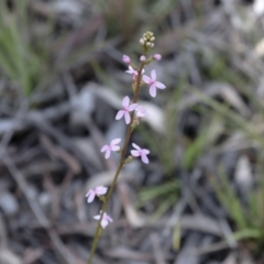 Stylidium sp. at Bruce, ACT - 27 Sep 2021