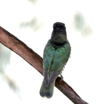 Chrysococcyx lucidus (Shining Bronze-Cuckoo) at Pialligo, ACT - 28 Sep 2021 by jb2602