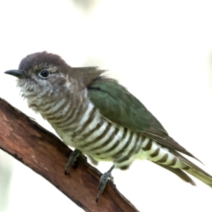 Chrysococcyx lucidus at Pialligo, ACT - 28 Sep 2021