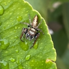 Opisthoncus grassator (Jumping spider) at Jerrabomberra, NSW - 29 Sep 2021 by Steve_Bok