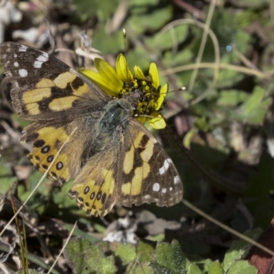 Vanessa kershawi (Australian Painted Lady) at Bruce, ACT - 27 Sep 2021 by AlisonMilton