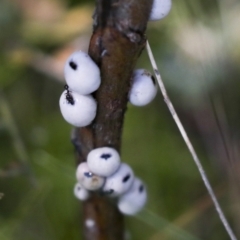 Cryptes baccatus (Wattle Tick Scale) at Bruce Ridge to Gossan Hill - 27 Sep 2021 by AlisonMilton