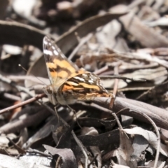 Vanessa kershawi (Australian Painted Lady) at Bruce Ridge to Gossan Hill - 27 Sep 2021 by AlisonMilton